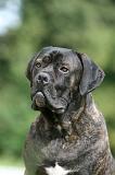 CANE CORSO 1012